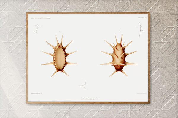 Vintage Wall Art - Sea Cucumber Scientific Illustration